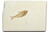Detailed Fossil Fish (Diplomystus) - Wyoming #345507-1